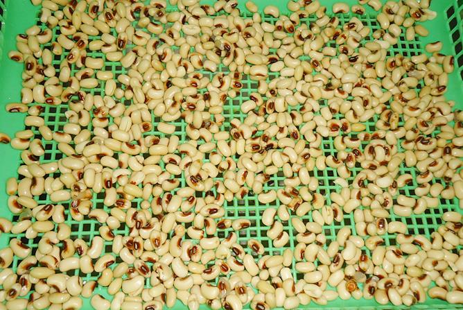 soaking black eyed pea