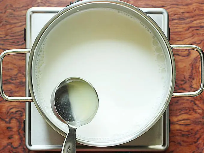 adding lemon juice to boiled milk for rasgulla