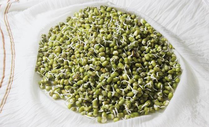 just sprinkle some water on the cloth to keep the beans moist