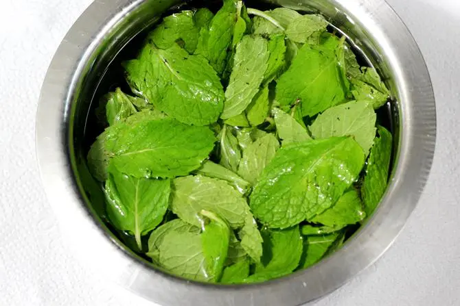 washing mint leaves
