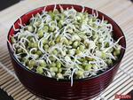 mung bean sprouts