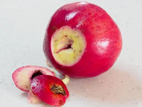 cutting down the bottom  most part to make pomegranate juice