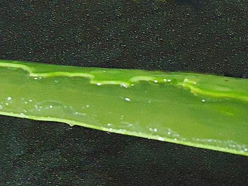extract the gel