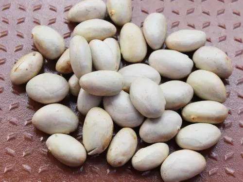 jackfruit seeds