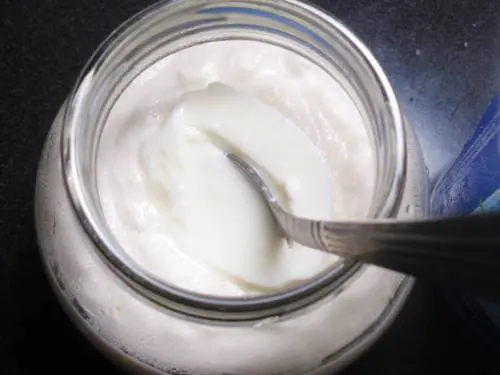 adding yogurt starter to culture