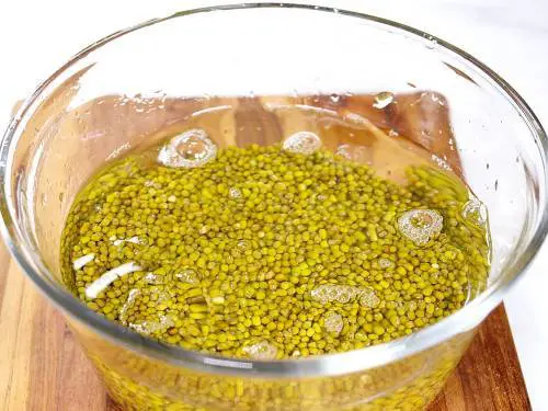 rinsing mung beans in clean water