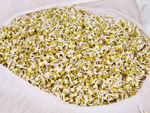 sprouted mung beans on a white cloth