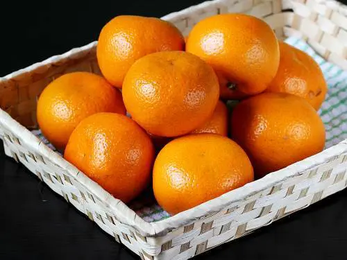 oranges for juicing
