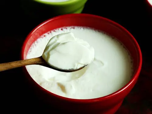 how to make curd or dahi