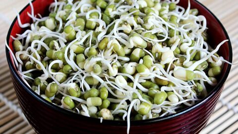 Mung Bean Sprouts, How to Sprout Mung Beans