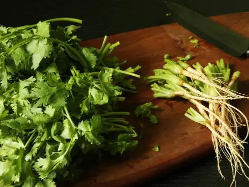 discard the stems and roots of coriander