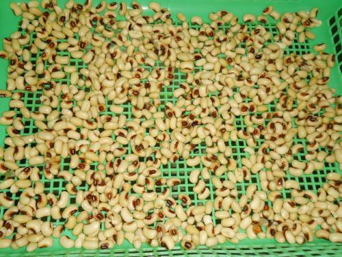 Alasanda Vada   Black Eyed Pea Fritters   Swasthi s Recipes - 3