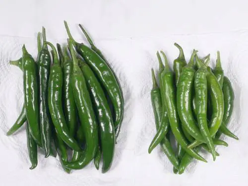 fresh green chilies to make bajji