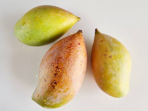 unripe firm mangoes