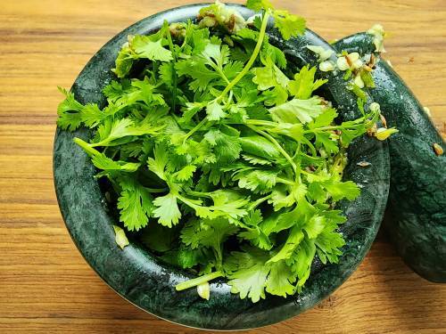 adding coriander leaves